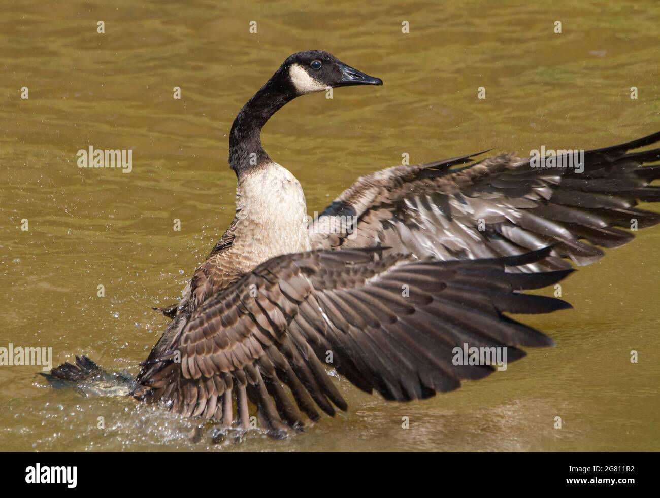 Stream bathing hi-res stock photography and images - Alamy