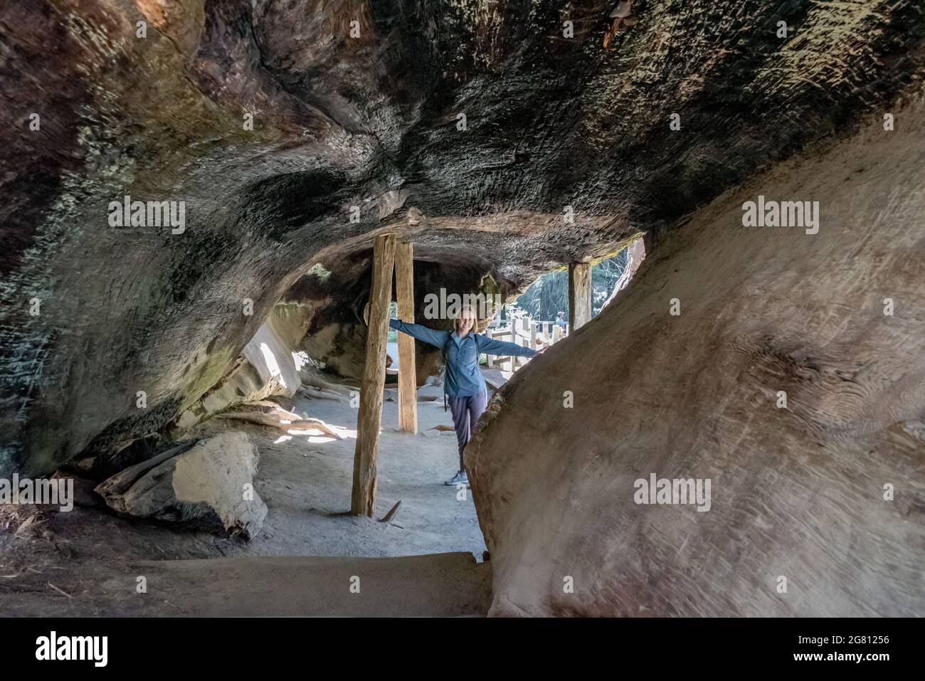 A young woman poses inside the Fallen Monarch hollow tunnel tree visitors can walk through inside Grant Grove of giant sequoias. Stock Photo