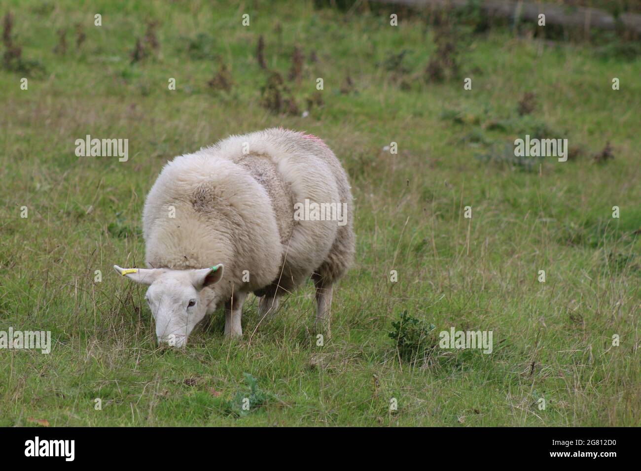 Sheep farming in the UK Stock Photo Alamy