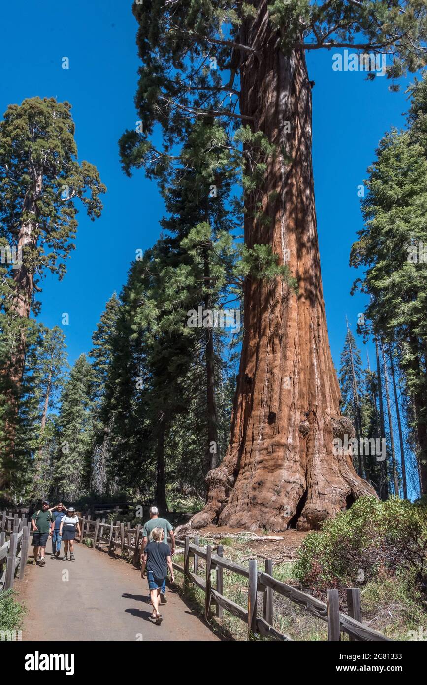 The mighty Lincoln Tree (not to be confused with one of the same name in Sequoia) impresses visitors exploring the Grant Tree Trail loop in the access Stock Photo