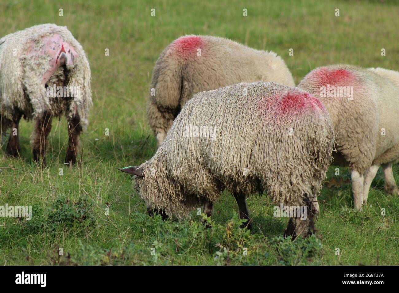 Sheep farming in the UK Stock Photo Alamy