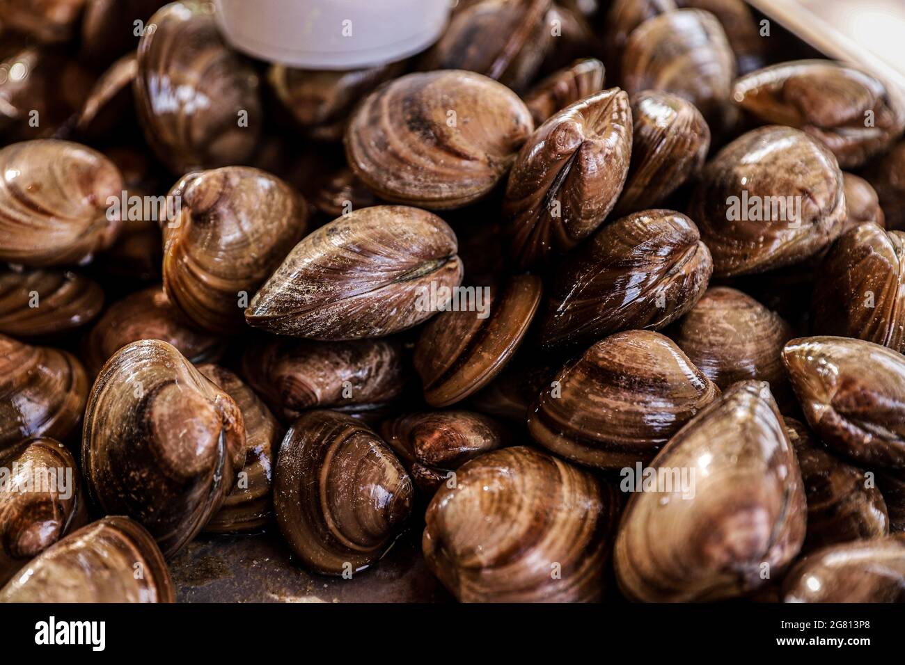 Piled clams, fresh food, seafood, seafood in Kino Viejo bay, Sonora Mexico. clam in its shell, chocolate clam. Coelominated protostome invertebrate mo Stock Photo