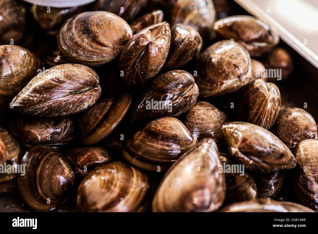 Piled clams, fresh food, seafood, seafood in Kino Viejo bay, Sonora Mexico. clam in its shell, chocolate clam. Coelominated protostome invertebrate mo Stock Photo