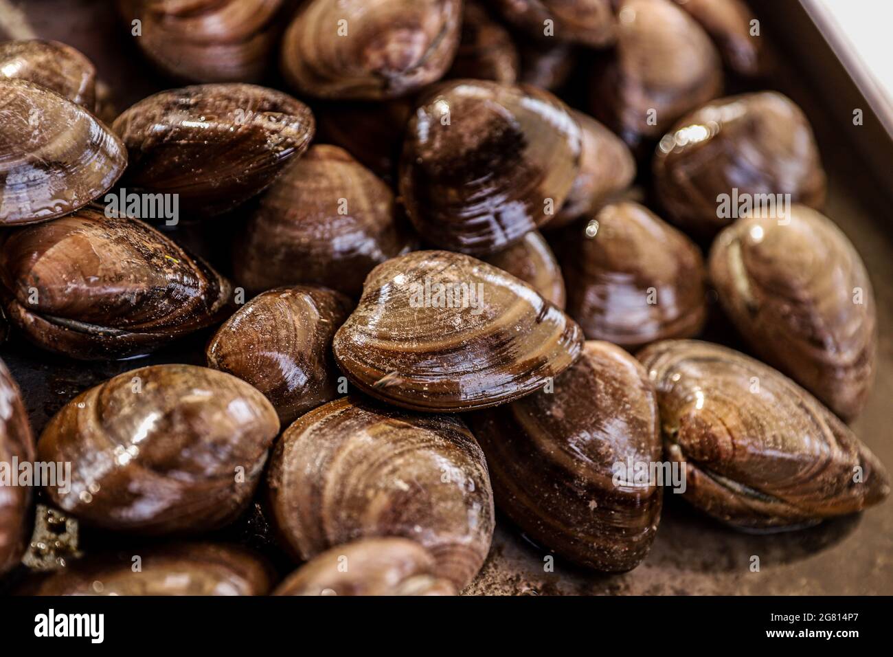 Piled clams, fresh food, seafood, seafood in Kino Viejo bay, Sonora Mexico. clam in its shell, chocolate clam. Coelominated protostome invertebrate mo Stock Photo