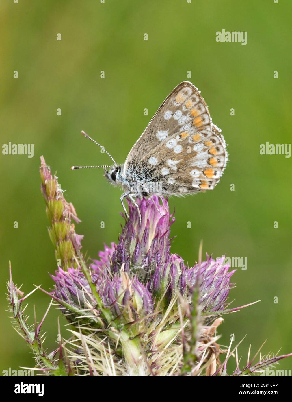 A Northern brown argus butterfly (Aricia artaxerxes) photographed in lanarkshire, Scotland Stock Photo