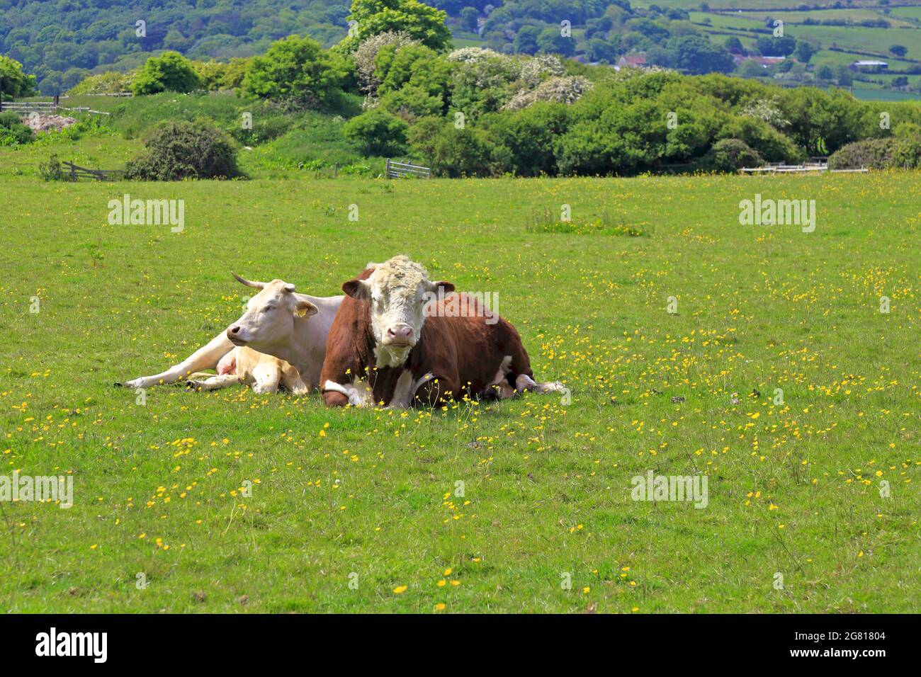 White cow and Hereford bull laid in a field on the Cleveland Way near Robin Hoods Bay, North Yorkshire, North Yorks Moors National Park, England, UK. Stock Photo