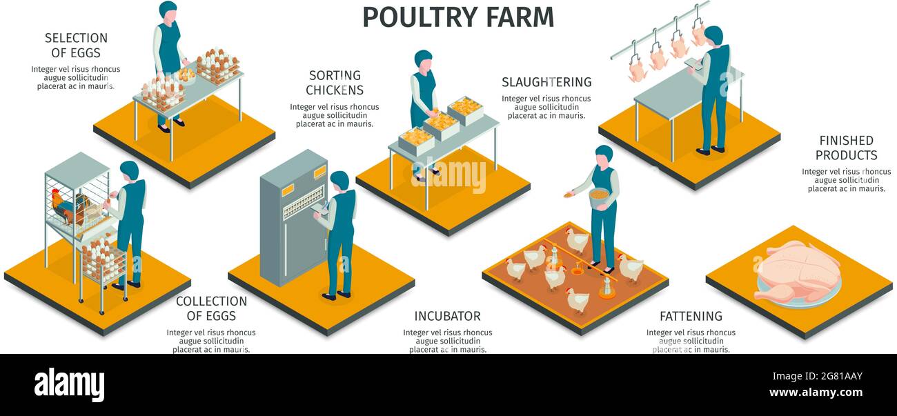 Isometric poultry farm horizontal infographics with characters of ...