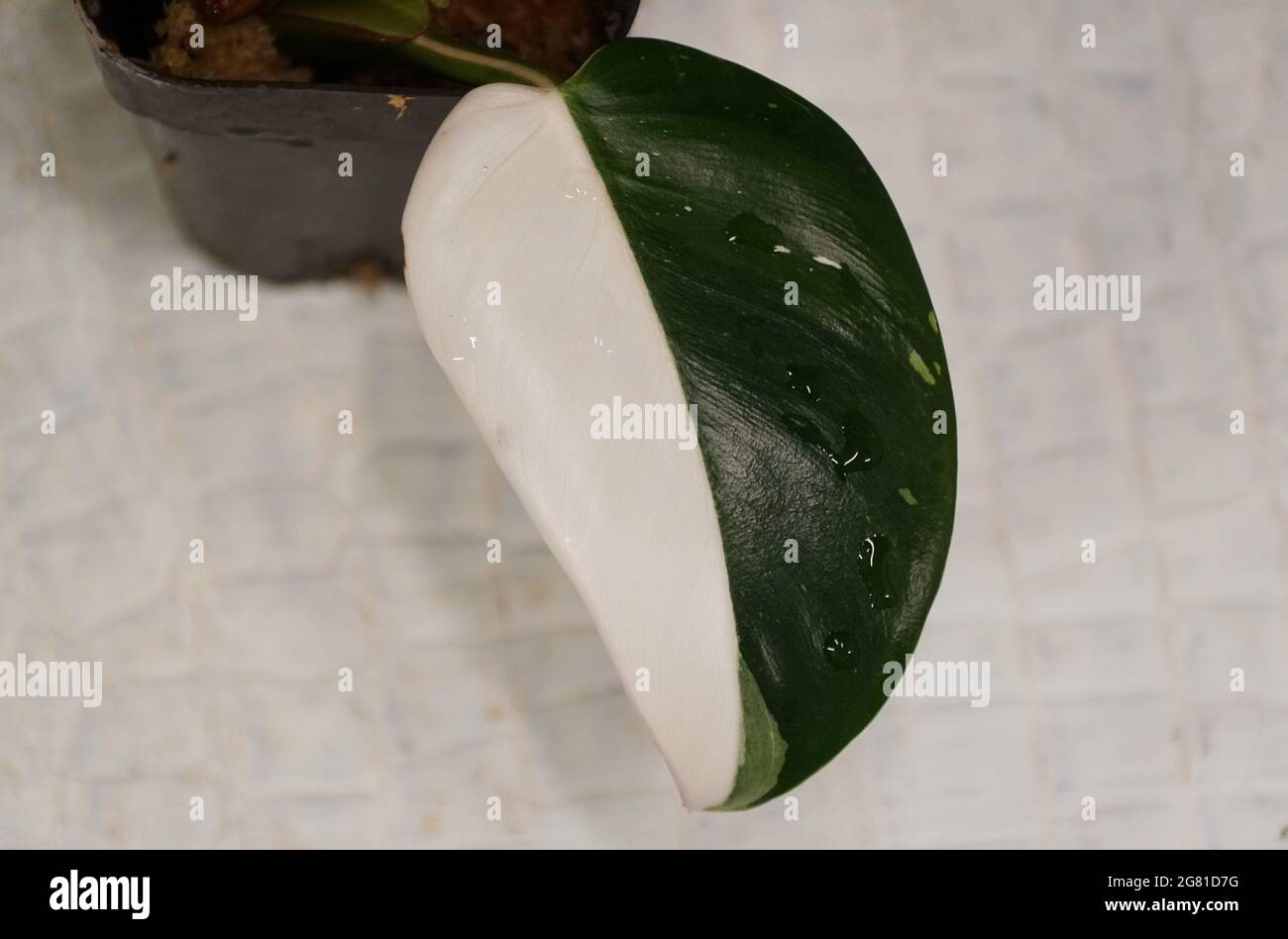 pothos n'joy plant Pothos main image 0