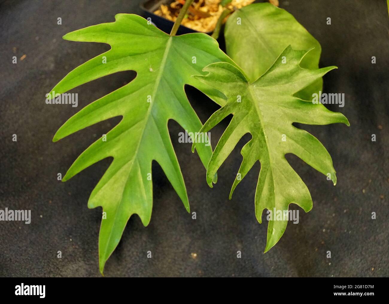 saraca asoca plant Asoka Tree (Saraca indica) Live Plant – Bloomica