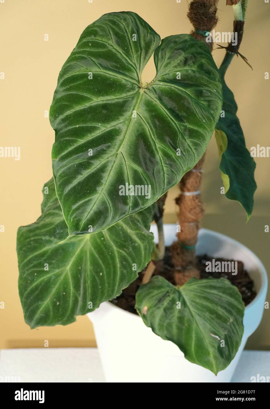 plants with unique leaves Pothos Manjula main image 0
