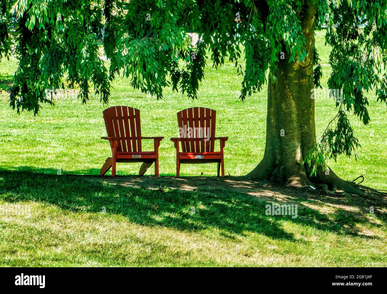 Two deck chairs in the shade of a large old tree Stock Photo - Alamy