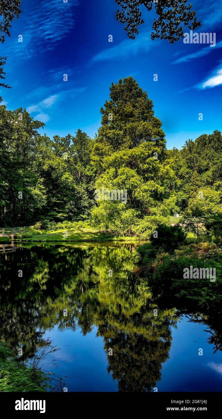 Forest trees reflected in hi-res stock photography and images - Alamy