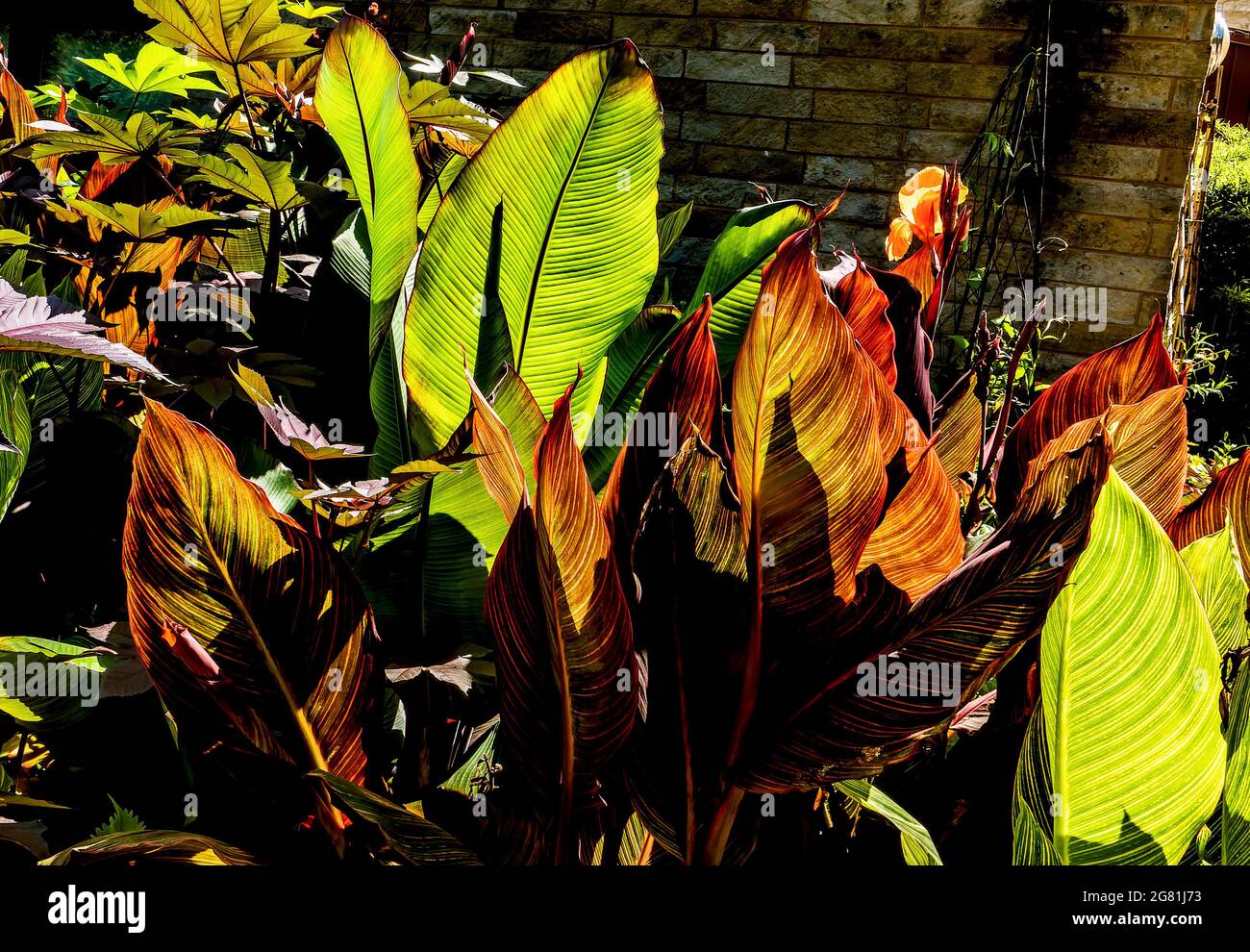Exotic garden border hi-res stock photography and images - Alamy