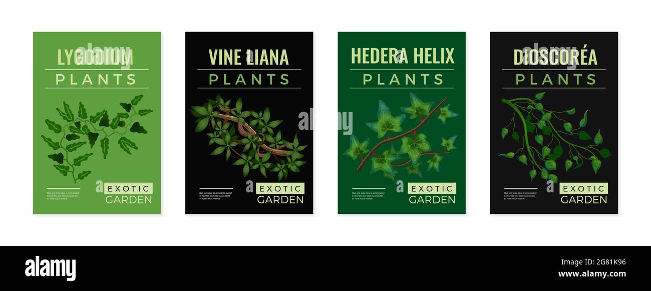 Tropical lianas exotic plants 4 green black background posters set with hedera lygodium climbing vine vector illustration Stock Vector