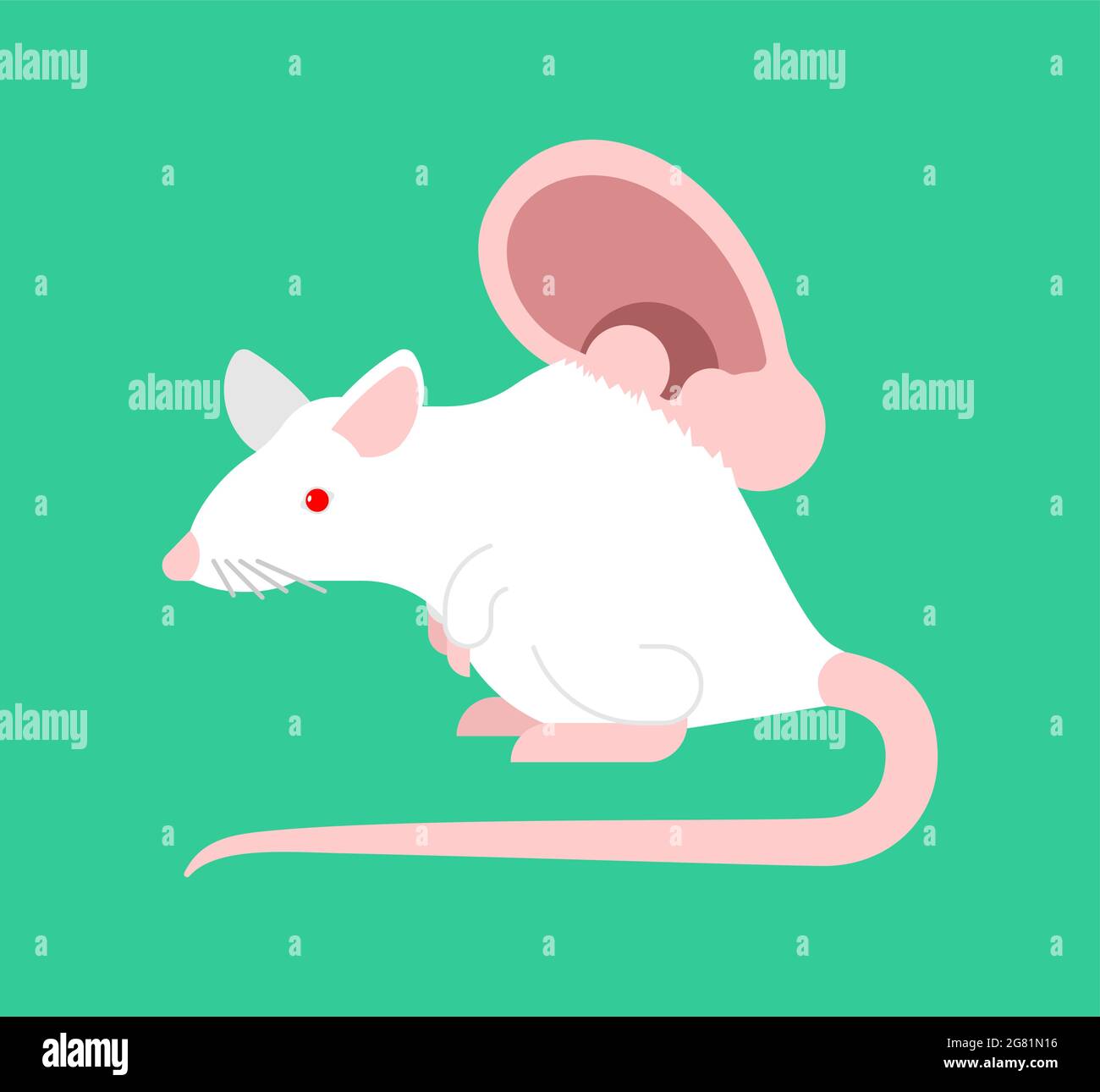 White laboratory mouse and human ear. Laboratory research organ cultivation on races Stock Vector