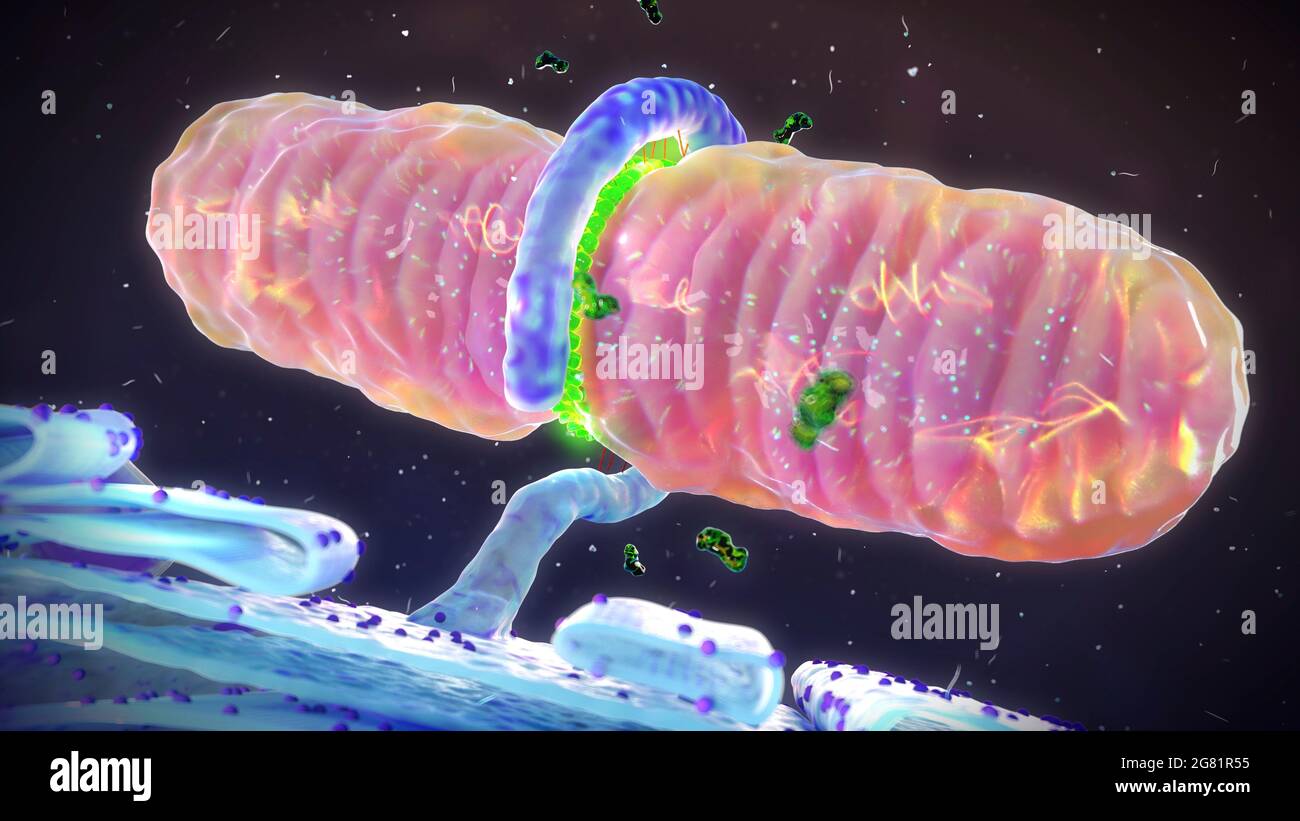 Mitochondrial fission, illustration Stock Photo