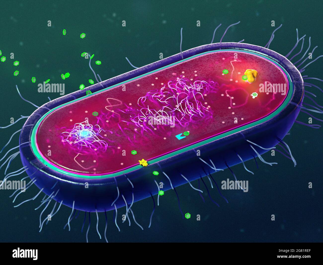 Antibiotic resistance mechanisms of bacteria, illustration Stock Photo