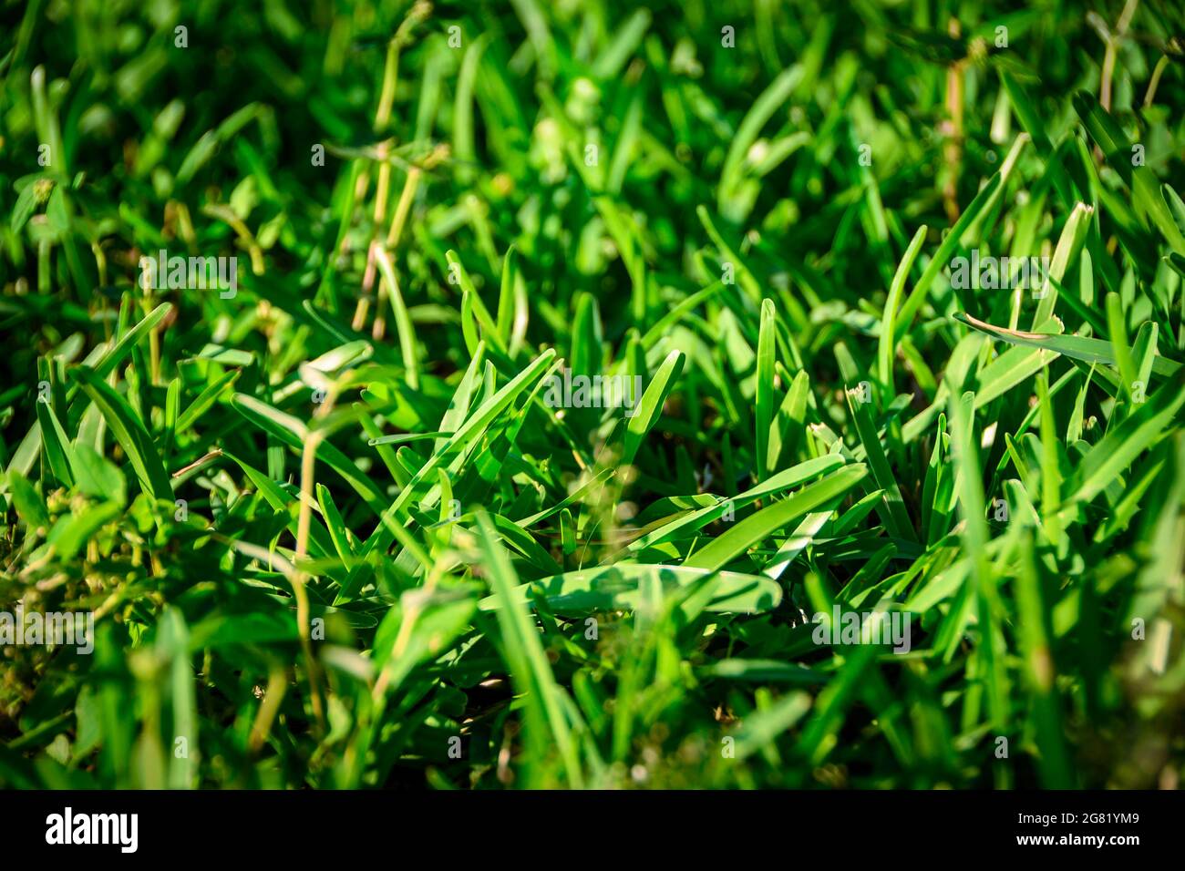 Close up of green grass Stock Photo