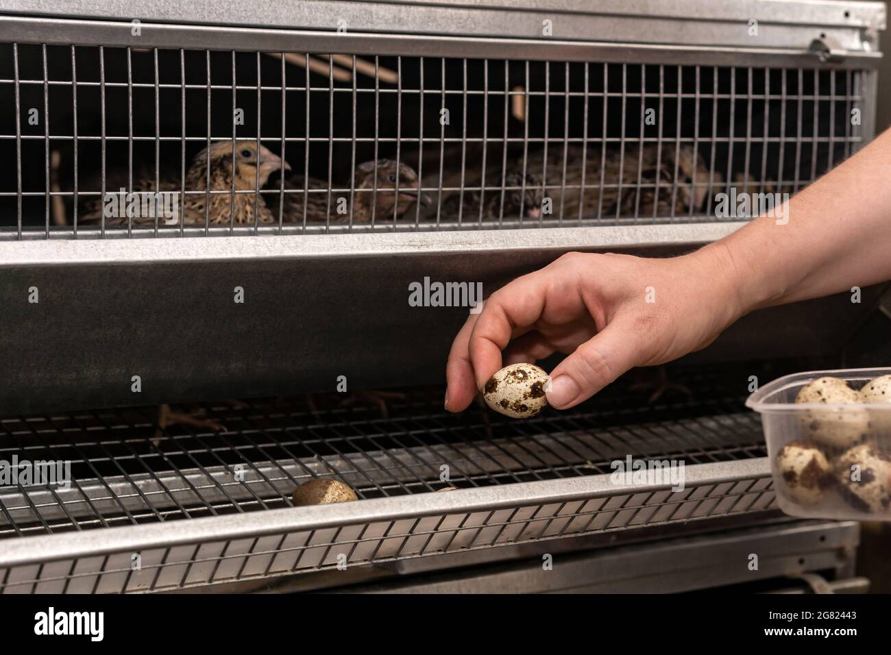 farmer's hands collect quail eggs from the battery cage tray Stock Photo