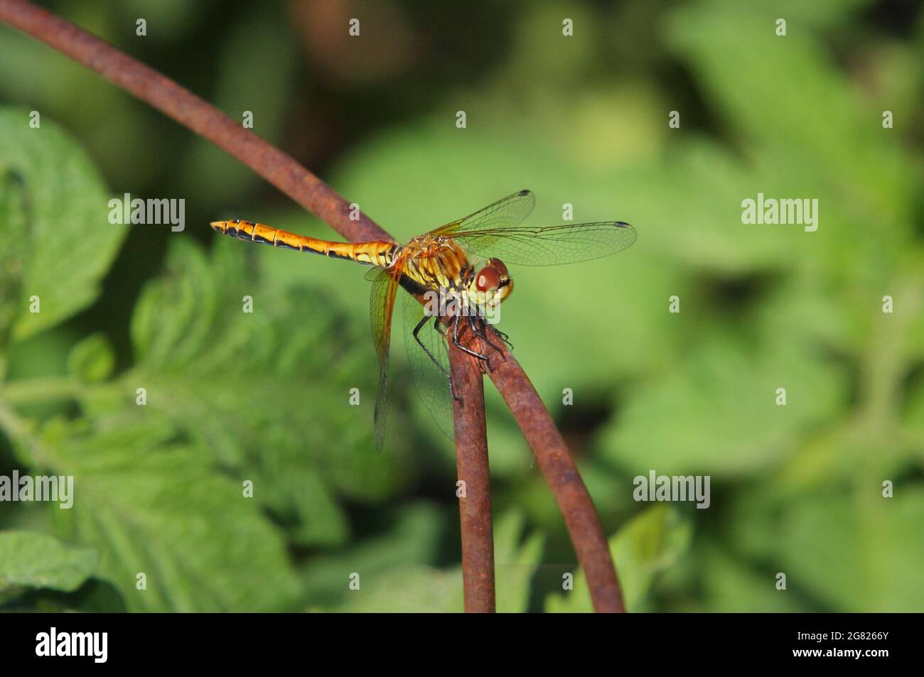 dragonfly perched on rusty plant cage close-up Stock Photo