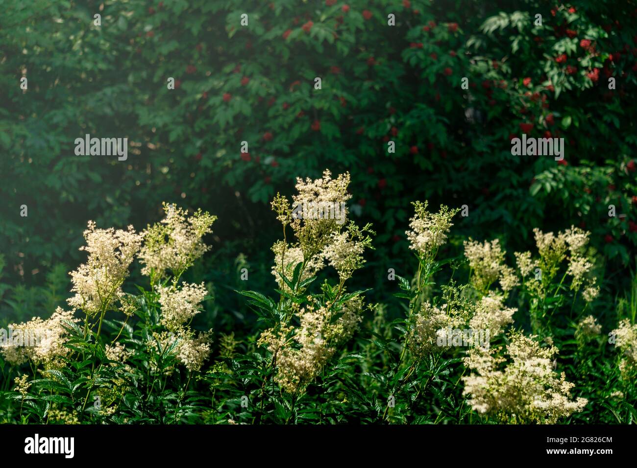 meadowsweet inflorescences are illuminated by the sun against the background of blurred shady foliage and berries Stock Photo