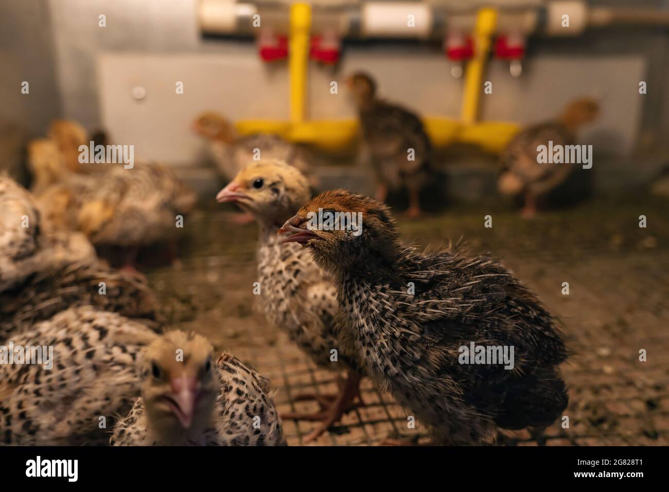 domestic japanese quail kept baby chickens are kept in a brooder in a