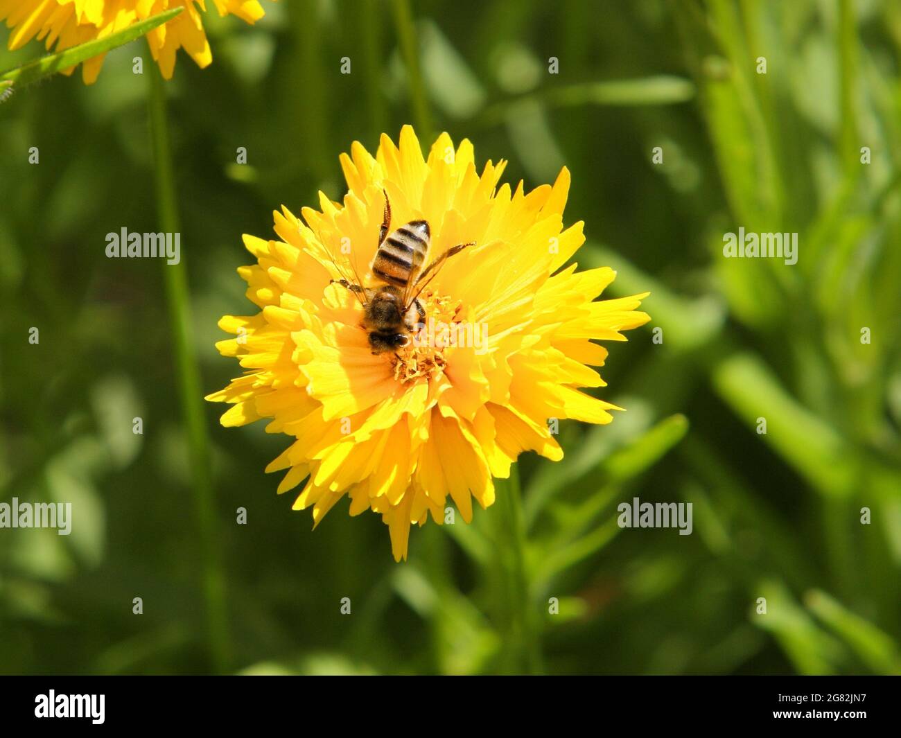 honey bee on bright yellow flower close-up Stock Photo