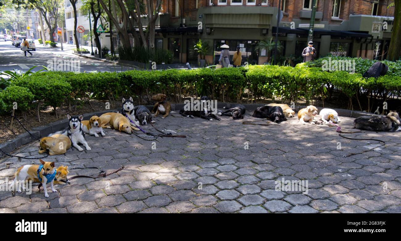 Mexico City Resting Dogs Stock Photo Alamy