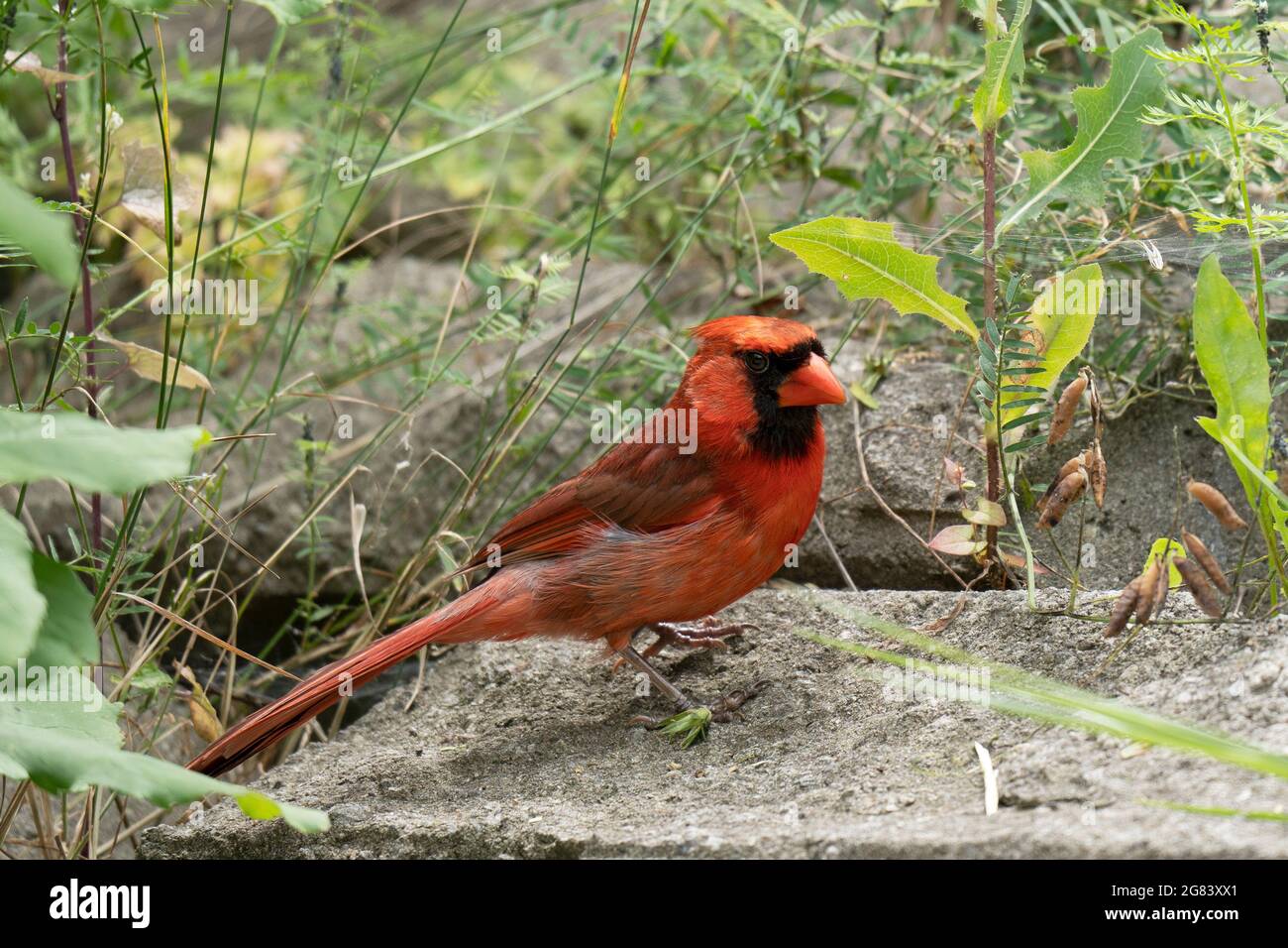 Northern Cardinal  (Cardinalis cardinalis), Red Cardinal Standing on the ground Stock Photo