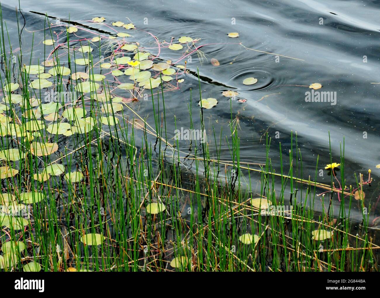 Reflections and ripples and reeds in a mountain pool, Snowy Mountains NSW Australia Stock Photo