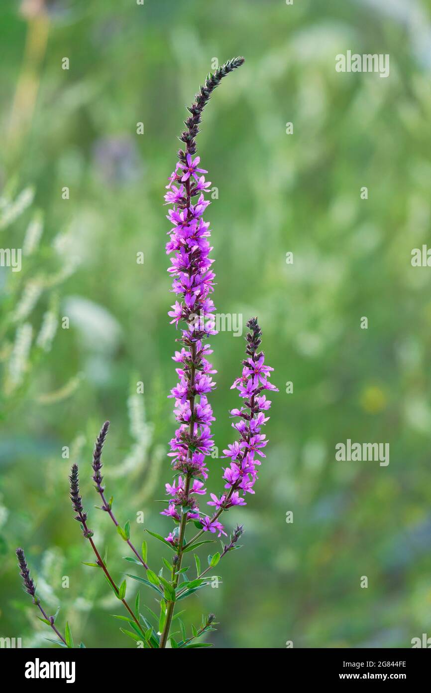 Purple Loosestrife (Lythrum salicaria) Stock Photo