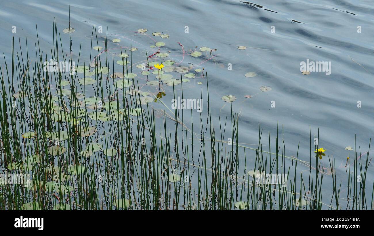Reflections and ripples and reeds in a mountain pool, Snowy Mountains NSW Australia Stock Photo