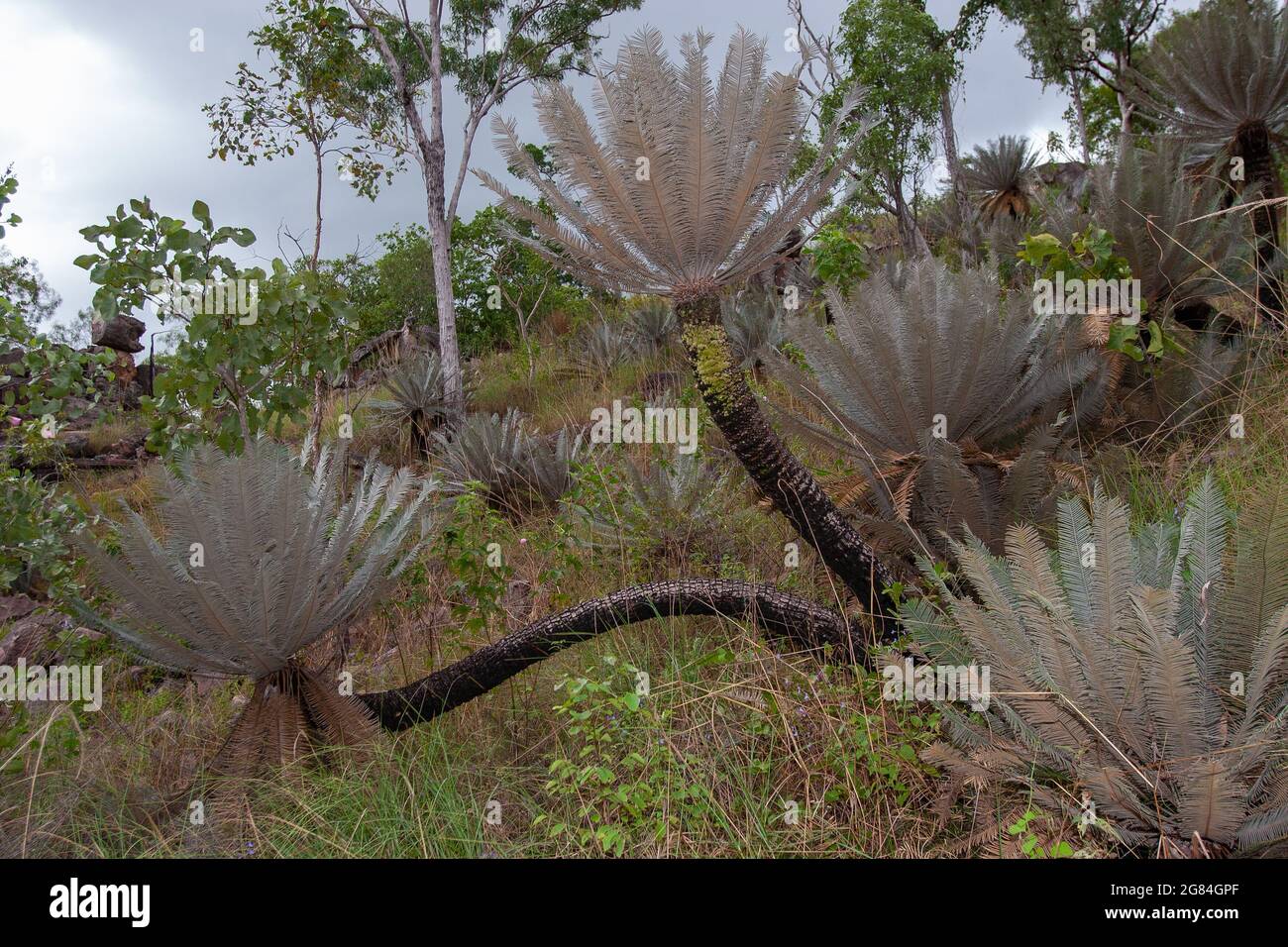 Ancient Cycad Plants growing in Northern Territory Australia Stock Photo