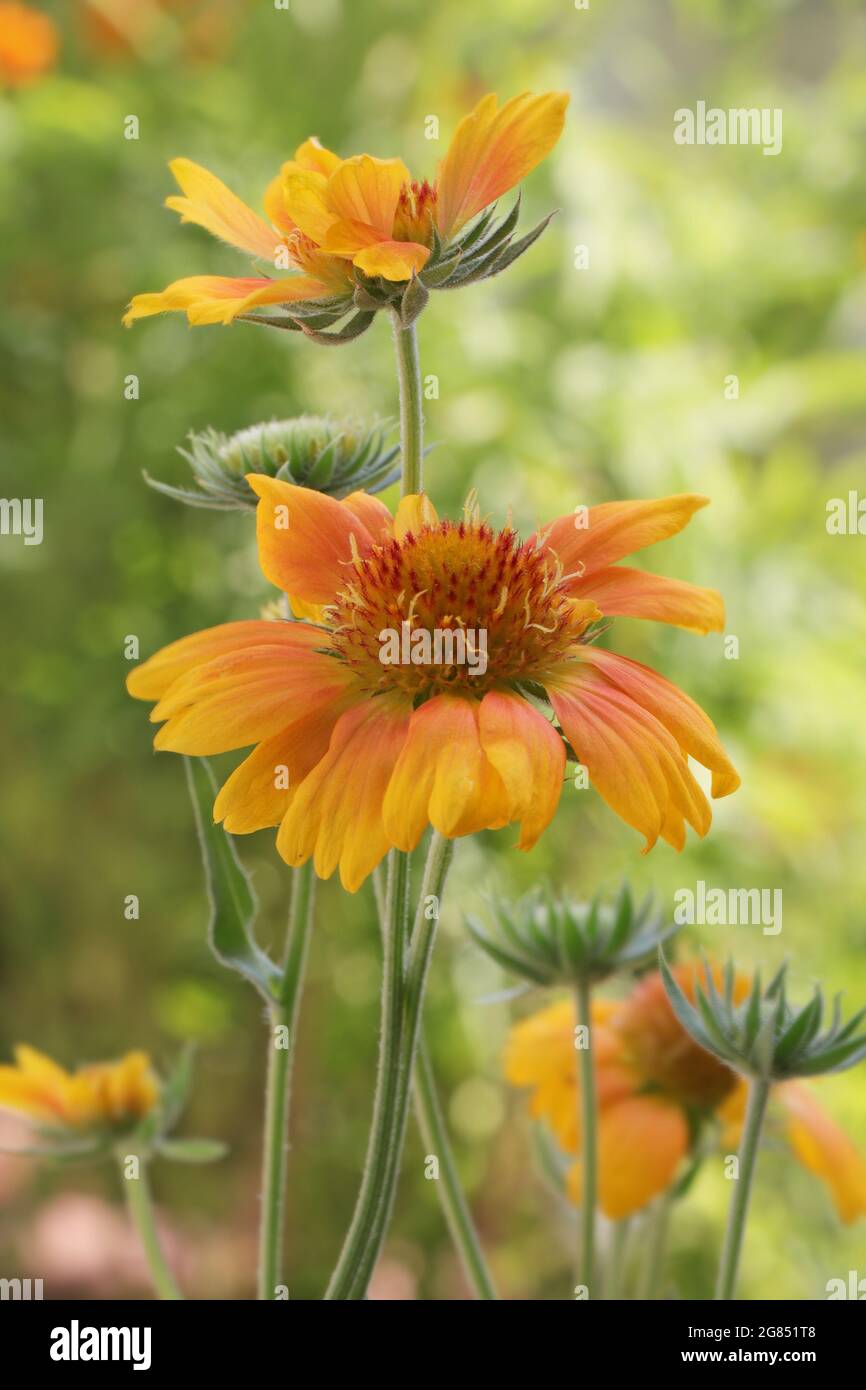 Blooming flower Gaillardia Mesa Peach or Gaillardia x Grandiflora Mesa Peach (Blanket Flower