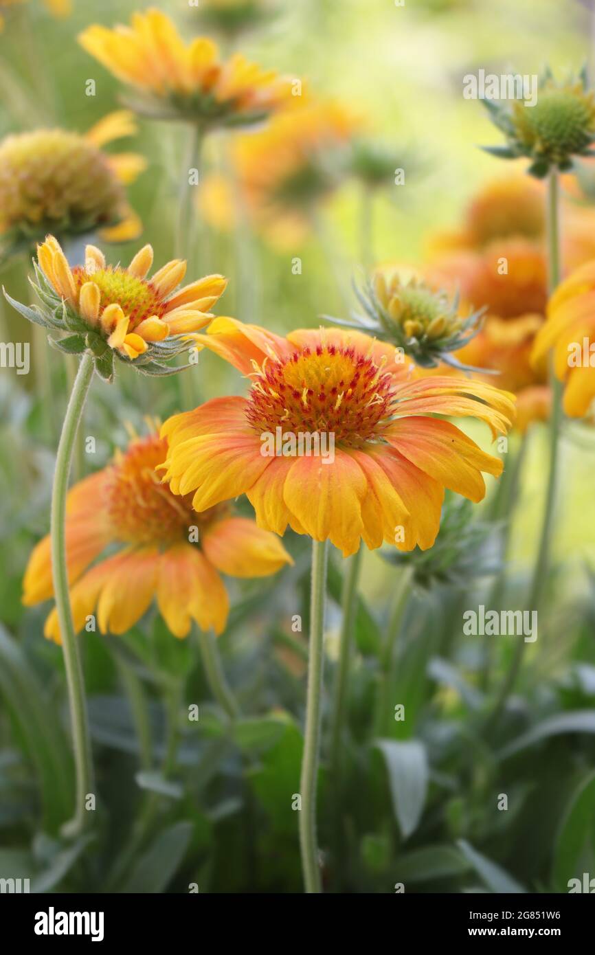 Blooming flower Gaillardia Mesa Peach or Gaillardia x Grandiflora Mesa Peach (Blanket Flower