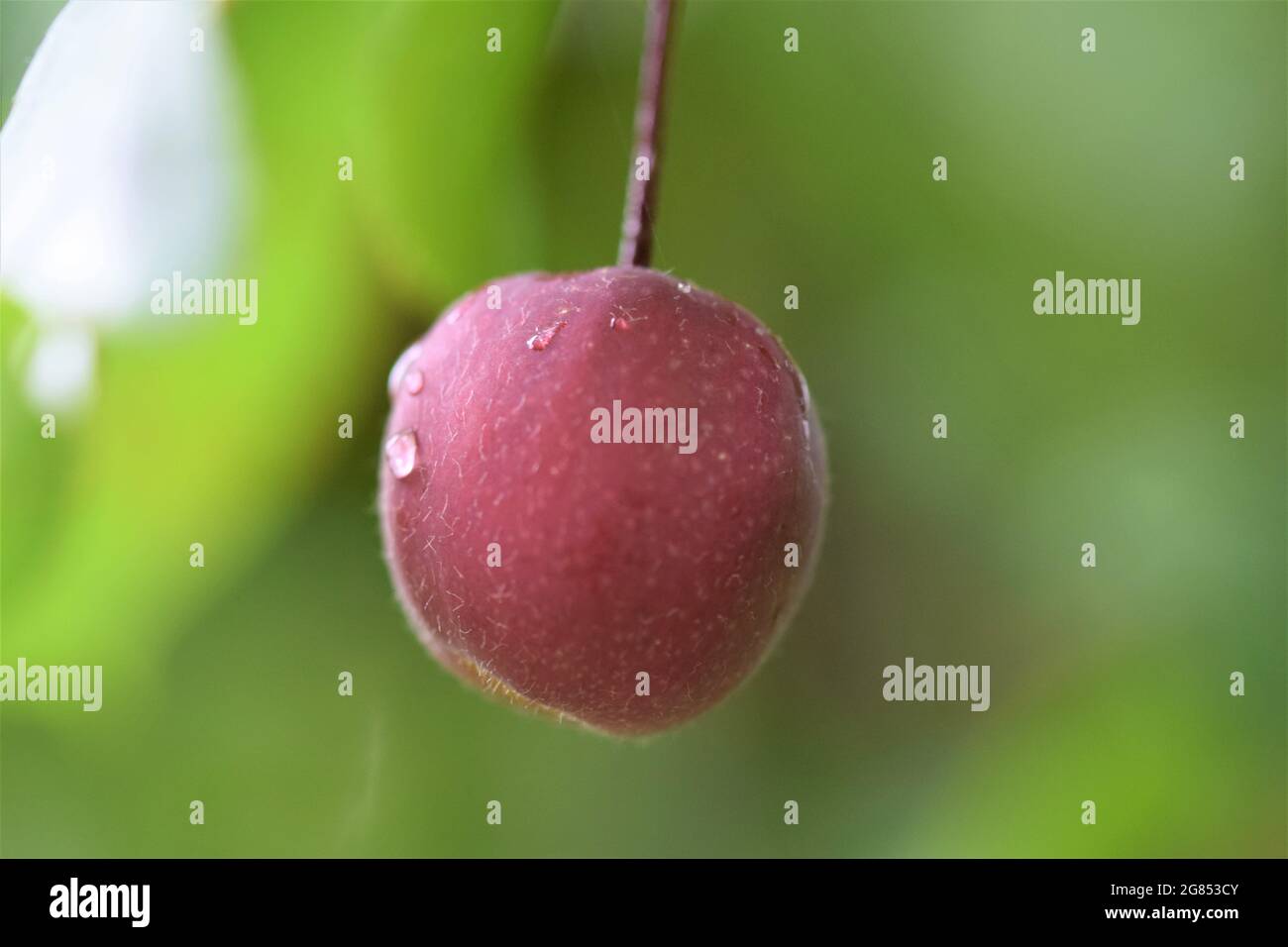 One red apple hanging in a tree as a close up Stock Photo