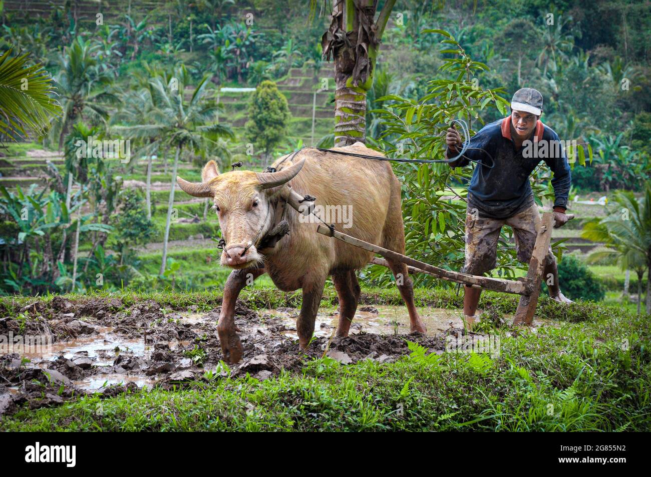 A buffalo harnessed to a furrowing plough in a flooded rice paddy field in Bali, Indonesia. Stock Photo