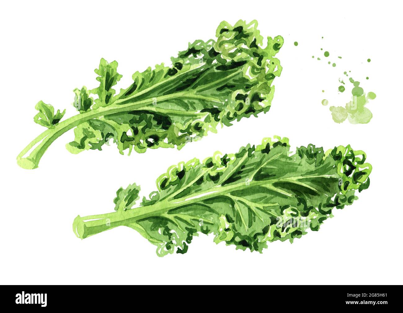 Green kale salad leaf vegetable set. Watercolor hand drawn illustration