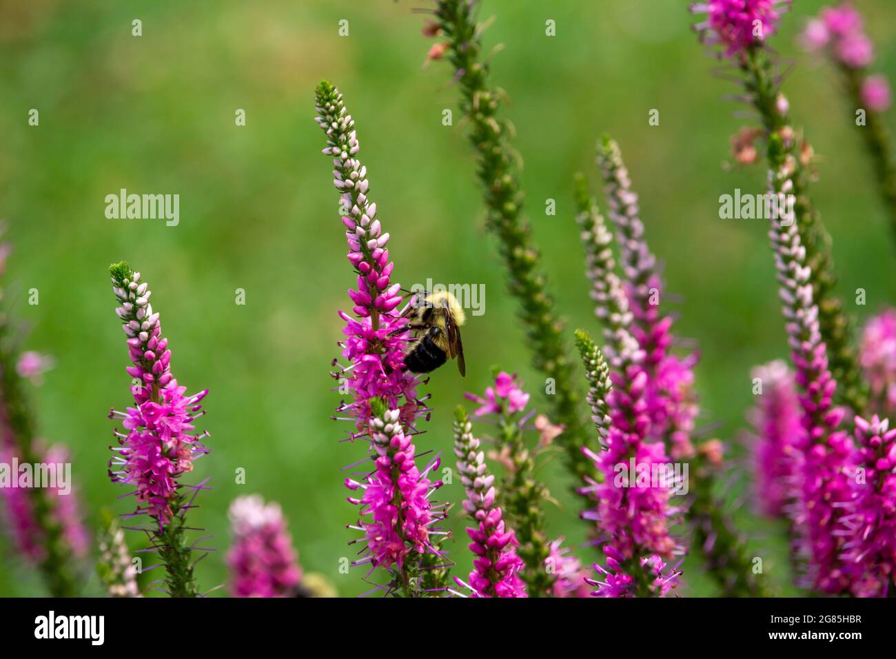 Macro view of a bumblebee feeding on the flower blossoms of an attractive spiked speedwell (veronica spicata) plant Stock Photo