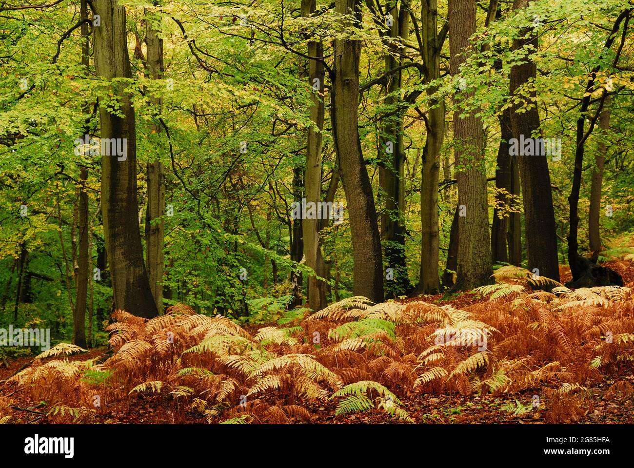Burnham Beeches woodland, Buckinghamshire, UK Stock Photo Alamy