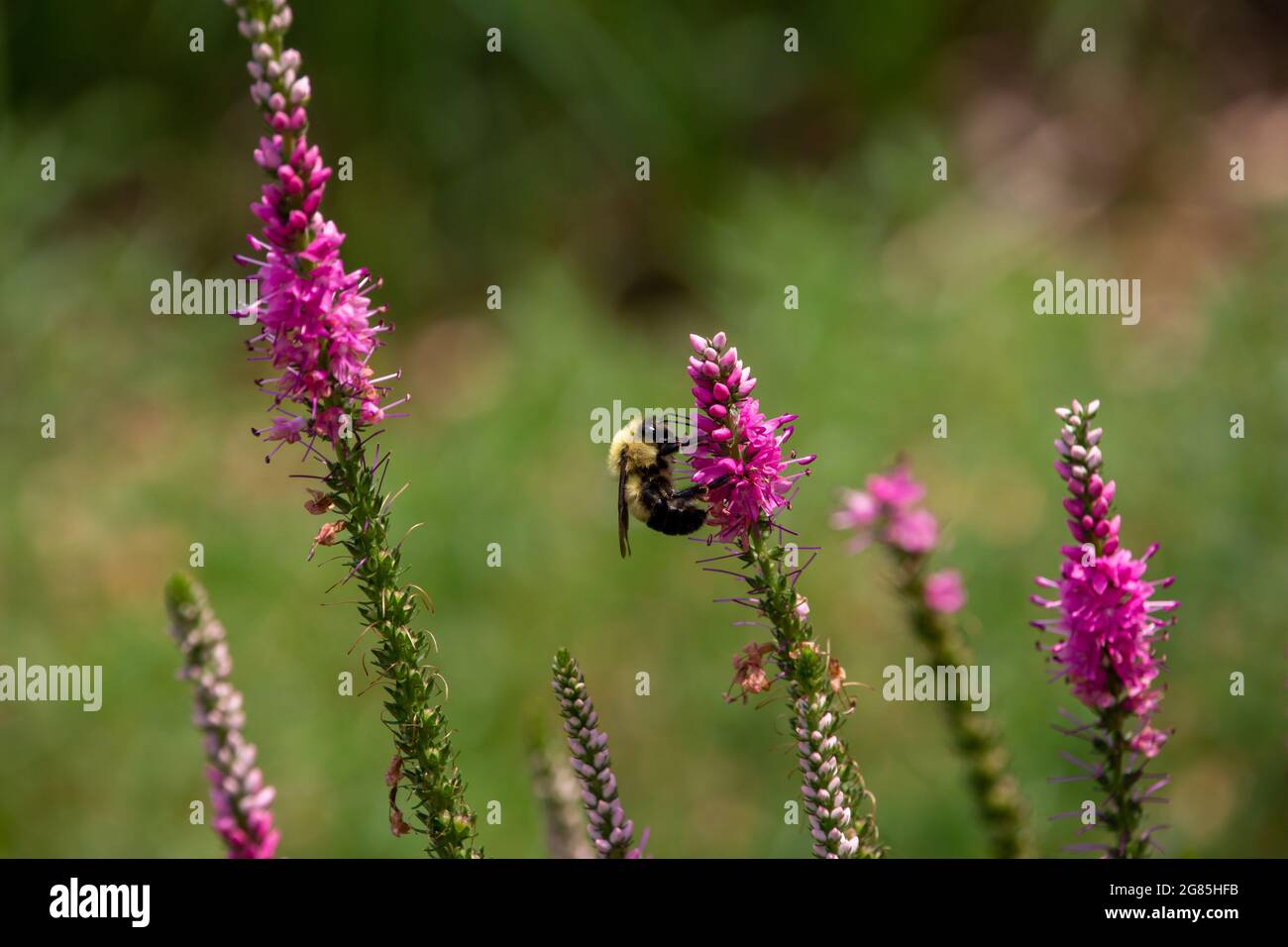 Macro view of a bumblebee feeding on the flower blossoms of an attractive spiked speedwell (veronica spicata) plant Stock Photo