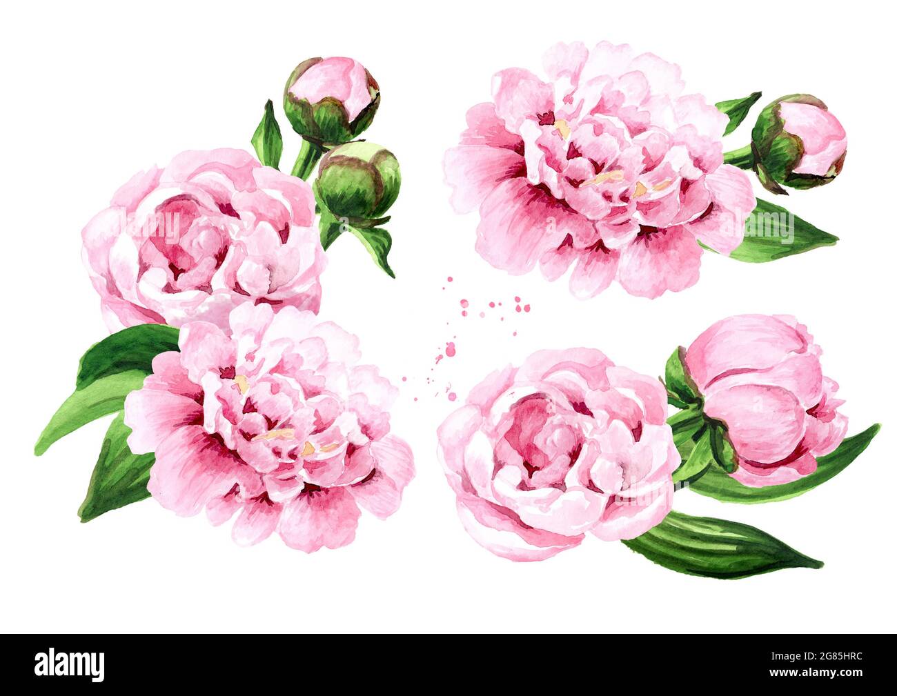 Pink peony Flowers set, Hand drawn watercolor illustration, isolated on ...