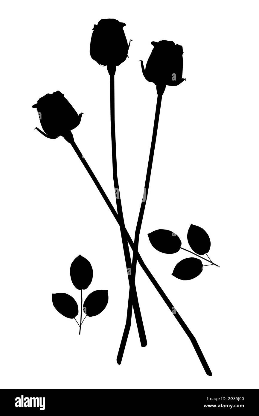 Silhouette of roses isolated on white background. Vector illustration ...