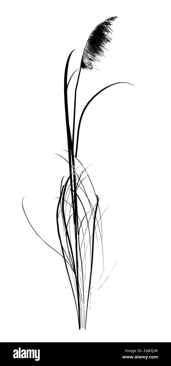 Grass silhouette isolated on white background. Vector illustration ...