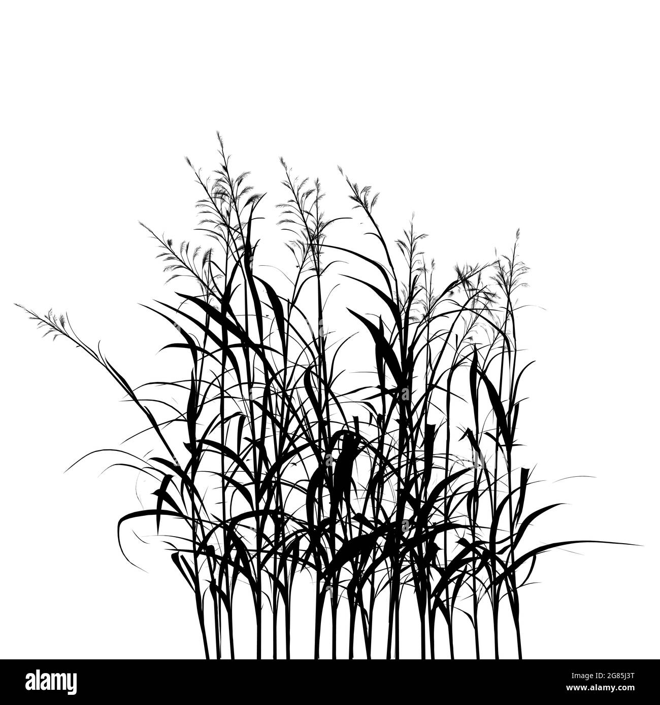 Grass silhouette isolated on white background. Vector illustration ...