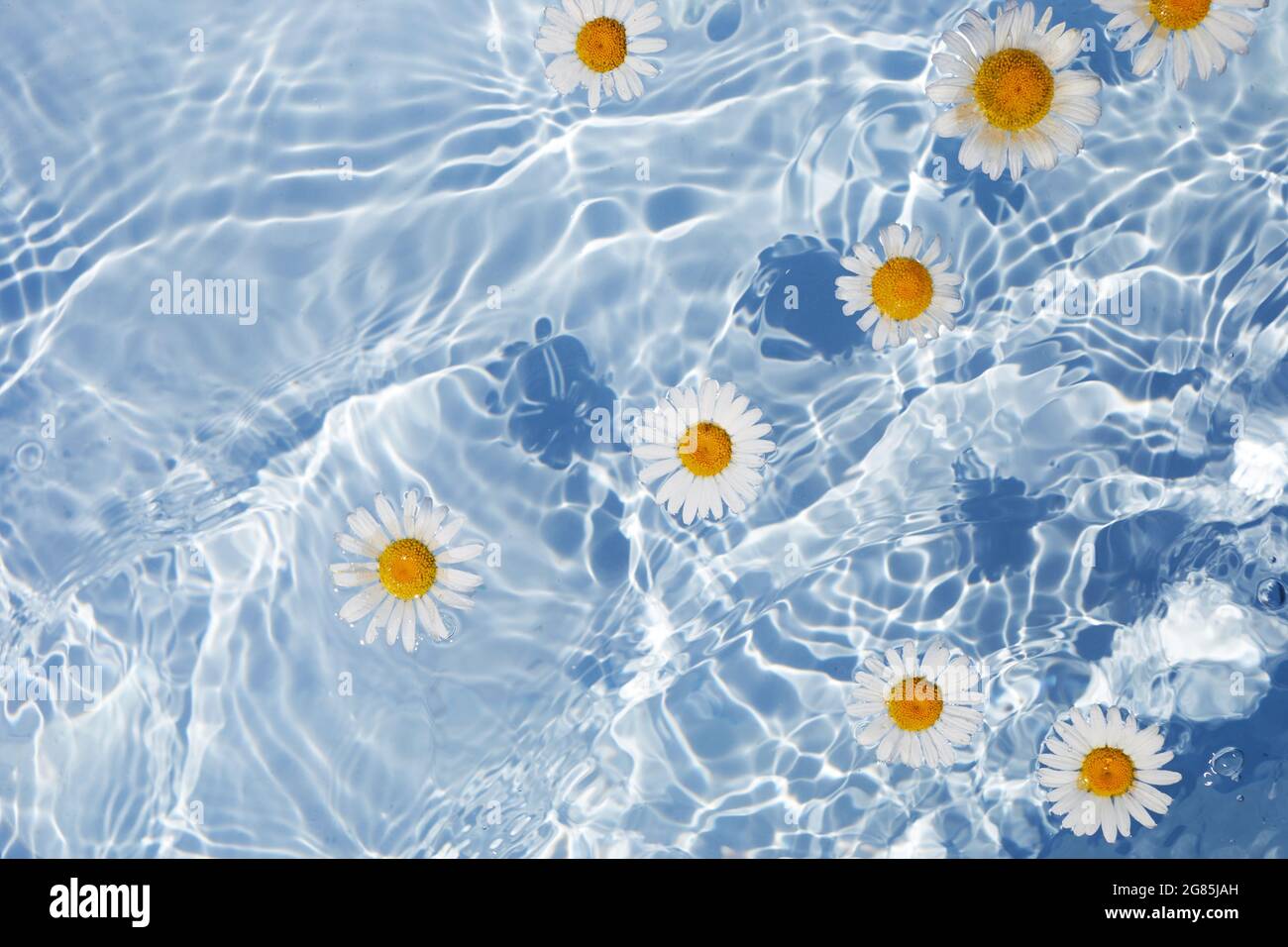 Daisy Flowers floating on Water. Sun and shadows. Minimal nature
