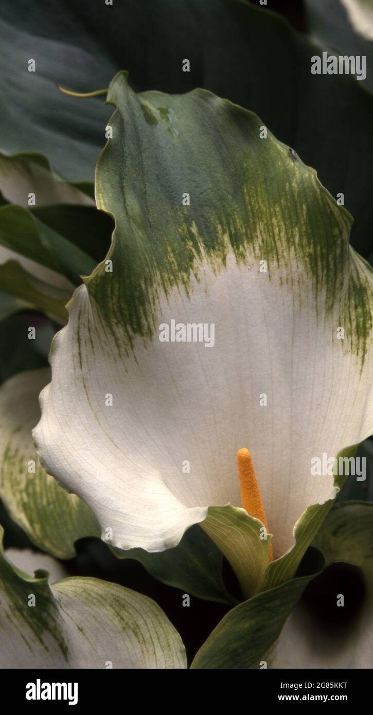 Zantedeschia Green Goddess or Green Arum Lily Stock Photo