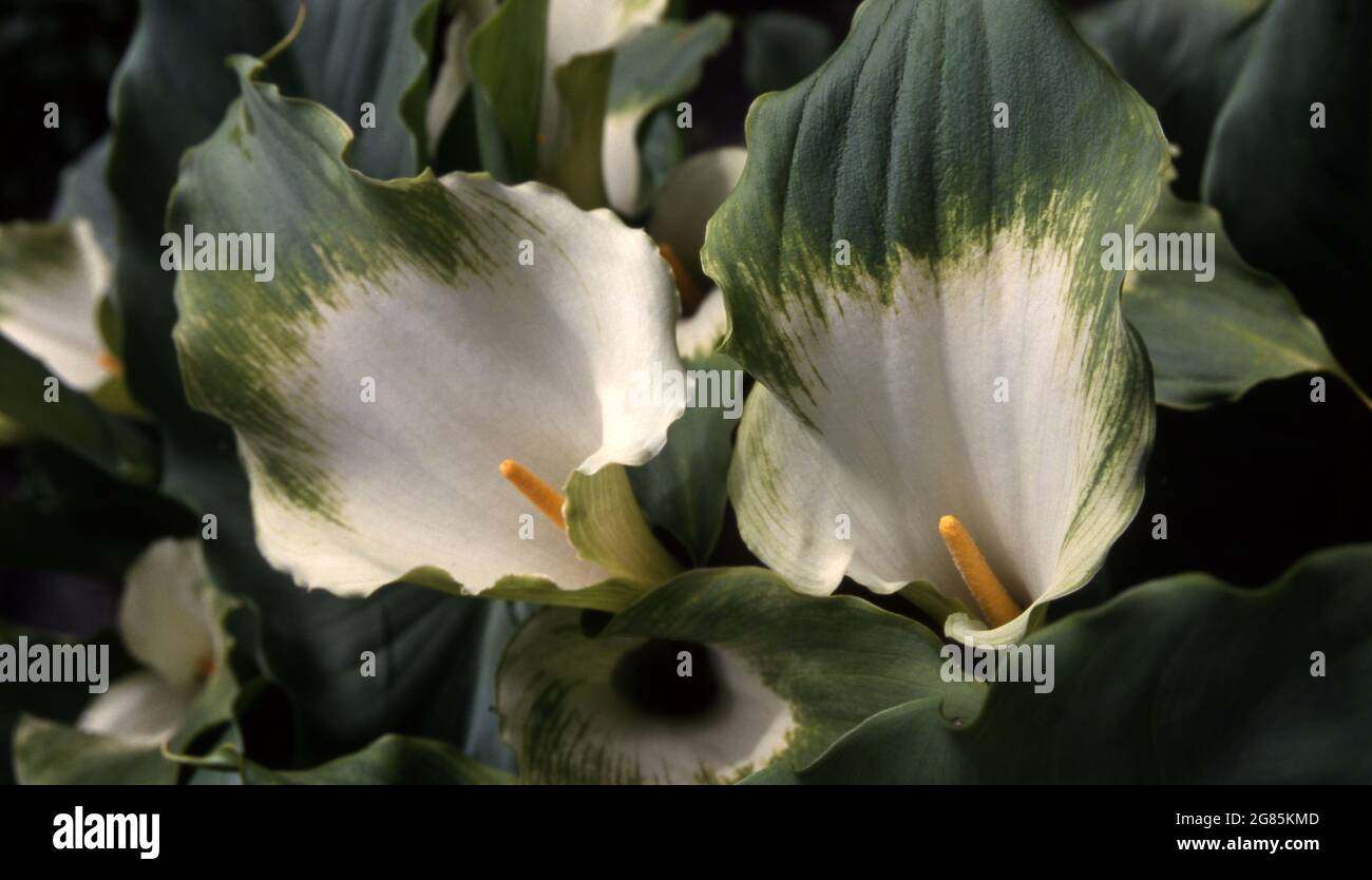 Zantedeschia Green Goddess or Green Arum Lily Stock Photo