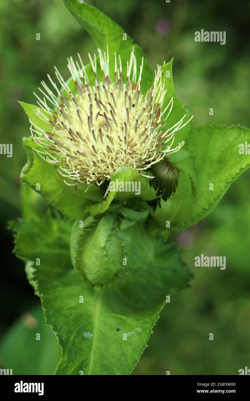Cirsium oleraceum - Cabbage thistle - Siberian thistle - Asteracea Stock Photo