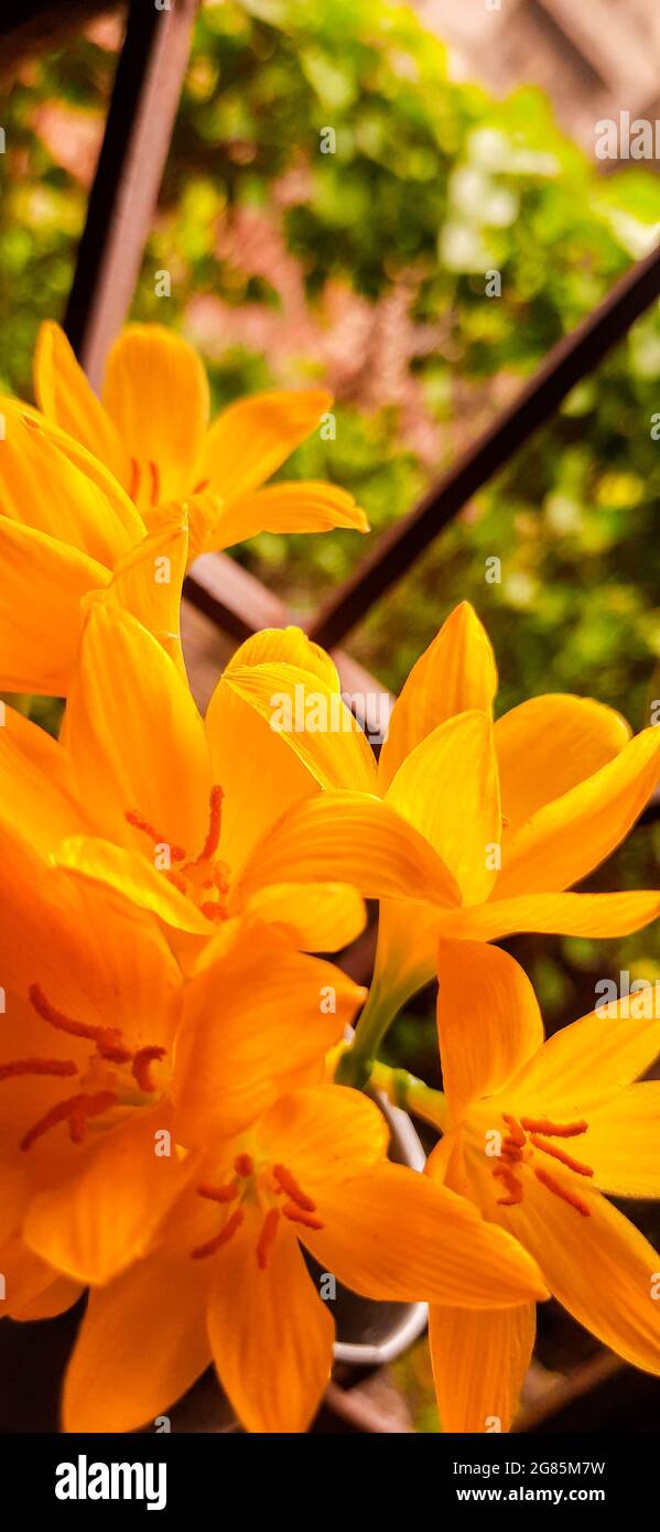 Yellow Sternbergia flowers with orange pollens by the window in the